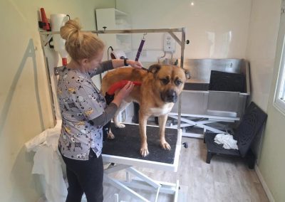 Dog Grooming