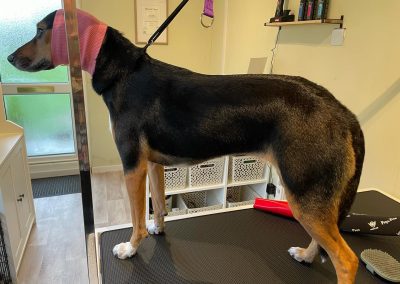 Dog Grooming