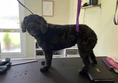 Dog Grooming